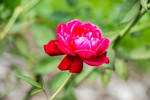 red rose flower in tropical garden,shallow focus