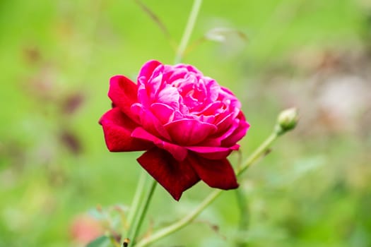 red rose flower in tropical garden,shallow focus