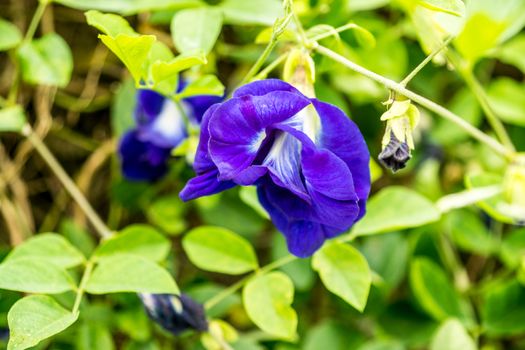 purple flower in tropical garden,shallow focus