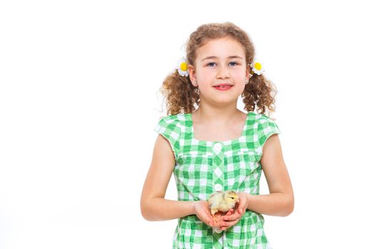 Happy little girl holding baby chickens - isolated white background