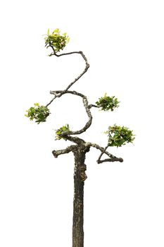 Thai dwarf tree isolated on white background