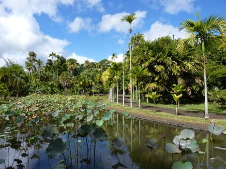 Sir Seewoosagur Ramgoolam Botanical Garden in Pamplemousses, Mauritius