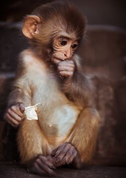 Portrait of Rhesus macaque baby sitting. Captured in Nepal