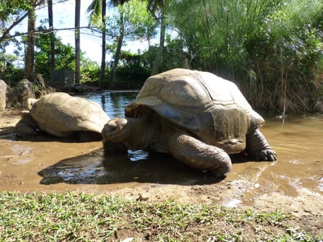 Giant Turtles In Vanille Des Mascareignes Park, South Of Mauritius Island