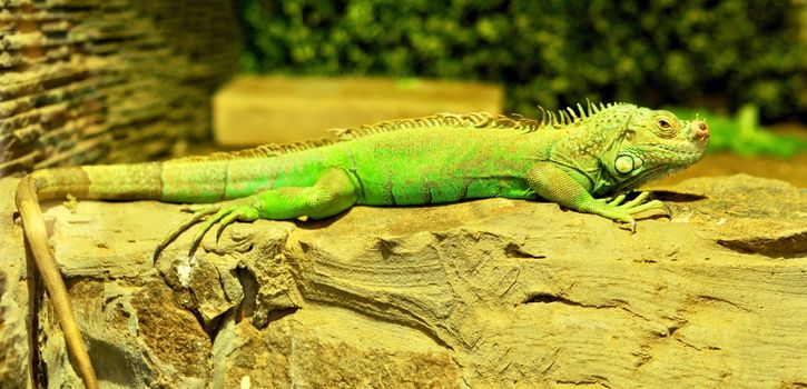 Iguana green lizard reptile resting on a rock in terrarium