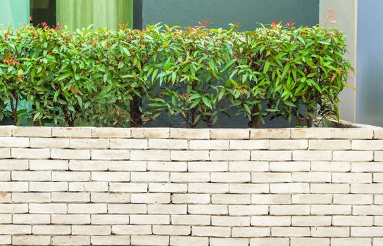 The beautiful decorative plant on the modern wall