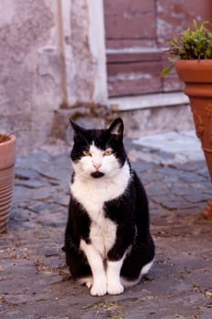Sitting black and white cat outdoor
