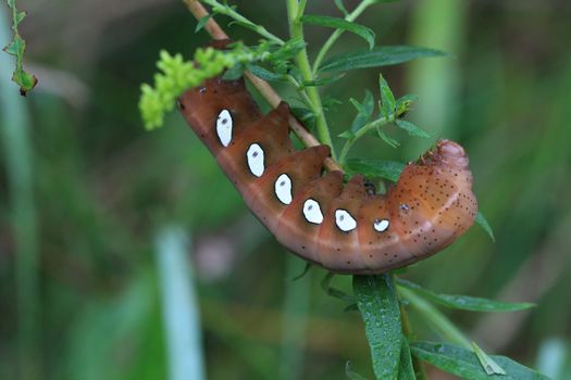 Pandorus Sphinx Moth Larva feeding in early morning