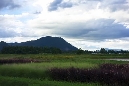 Grass Landscape near Mekok River. Chiang Rai, Thailand.