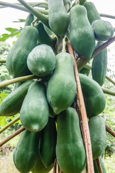 Green Papaya on the papaya tree