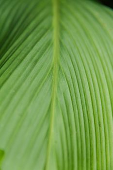 green ginger leaf. abstract