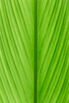 green ginger leaf. abstract