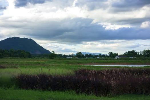 Green Herbal Landscape near Mekok River. Chiang Rai, Thailand.