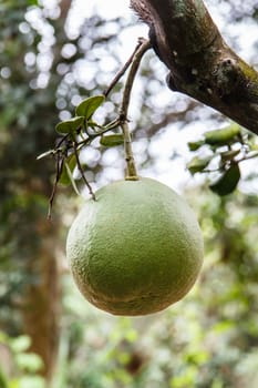 green pomelo growing in an orchard.