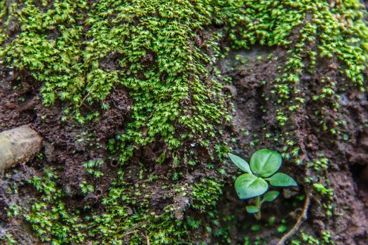 little plants on ground  with green moss