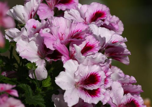 Close up of flowers of pelargonium in urban garden