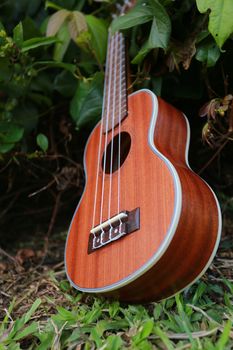 The ukulele is in the bush and on the green grass.