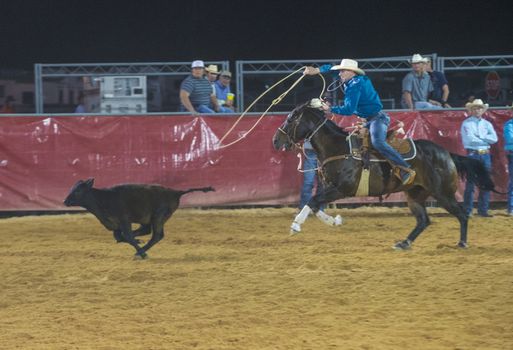 LOGANDALE , NEVADA - APRIL 10 : Cowboy Participating in a Calf roping Competition at the Clark County Fair and Rodeo a Professional Rodeo held in Logandale Nevada , USA on April 10 2014
