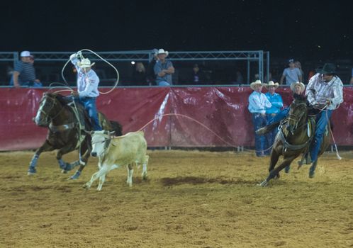 LOGANDALE , NEVADA - APRIL 10 : Cowboys Participating in a Calf roping Competition at the Clark County Fair and Rodeo a Professional Rodeo held in Logandale Nevada , USA on April 10 2014
