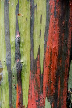 tenture of eucalyptus tree,shallow focus
