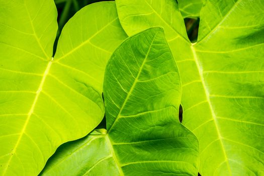 big taro leaf in tropical forest,shallow focus