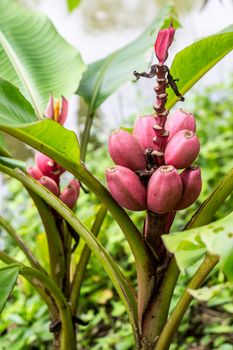 wild pink banana in tropical forest