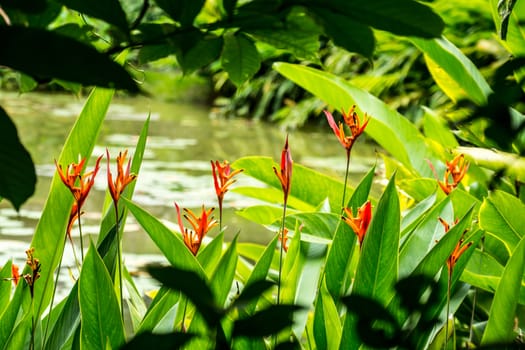 wild heliconia flower in tropical forest