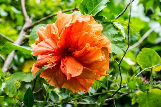 orange flower in tropical garden,shallow focus