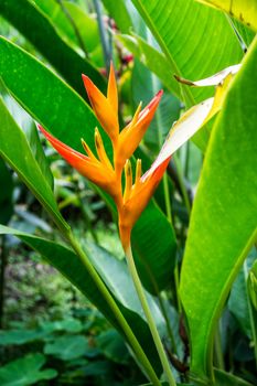 wild heliconia flower in tropical forest