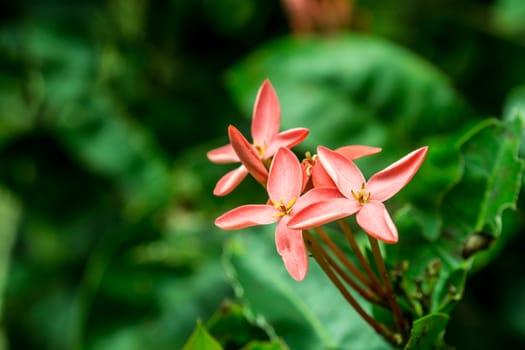 small pink flower in tropical garden,shallow focus