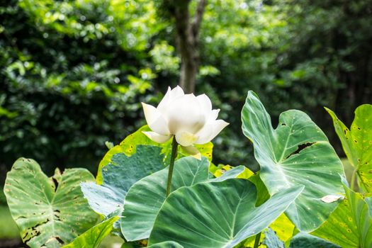 white lotus in tropical water garden