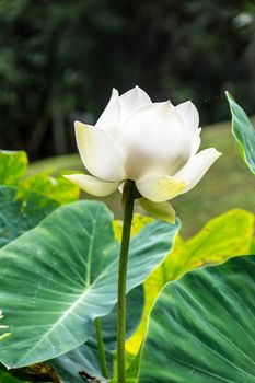 white lotus in tropical water garden