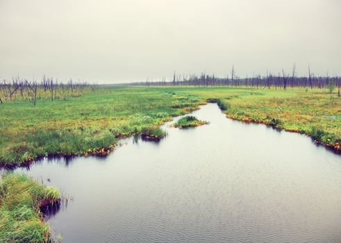 River in the dead forest. Russia