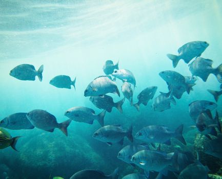 school of fish underwater. Similan islands. Thailand 