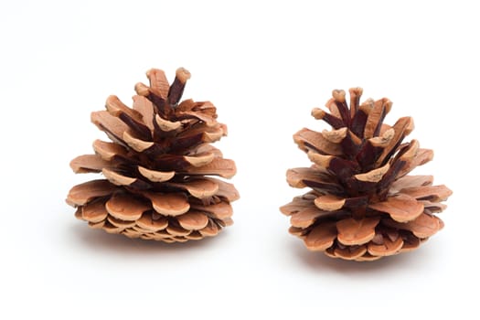 Photo shows detail of brown cones on a white background.