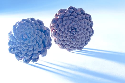 Photo shows detail of brown cones on a white background with special light effects.