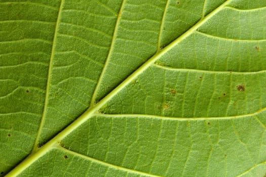 Photo shows detail of green leaf texture background.