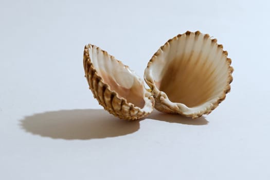 Photo shows detail of sea shell on white background.