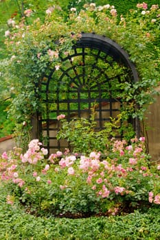 Photo shows details of green garden and its flowers.