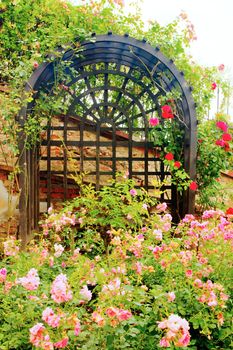 Photo shows details of green garden and its flowers.