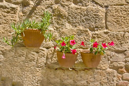 Photo shows a detail of the colourful flowers.