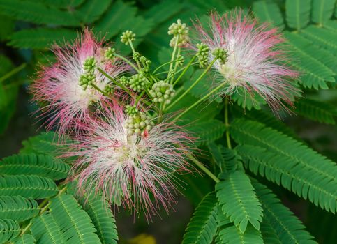 Closeup of Persian Silk Tree (Albizia julibrissin) or Pink Siris Flowers Foliage and Immature Fruits, Horizontal Day shot, Shallow Focus