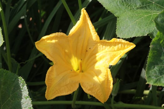 The flower of pumkin vine.It is yellow and have  5 petal. 