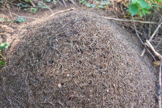 Large anthill in the woods