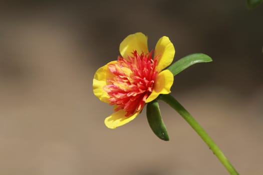 This flower just blooming when it in the sunshine .