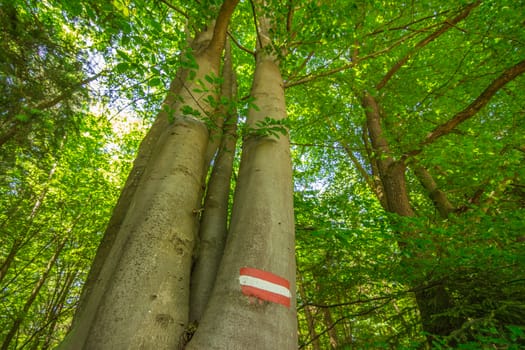 Footpath sign in Austrian forests