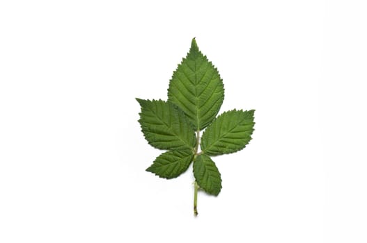 Isolated leaf of blackberry on white background