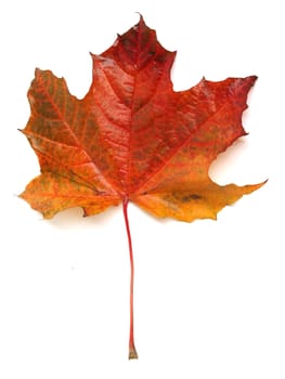 Maple colorful autumn leaf isolated on white background