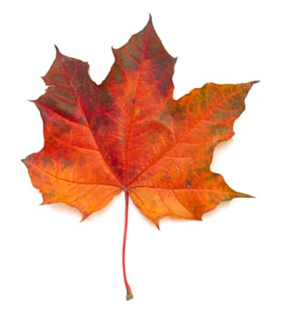 Maple colorful autumn leaf isolated on white background
