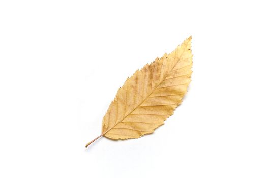 Isolated leaf of carpinus betulus on white background